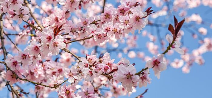 Pink flowers and clear sky