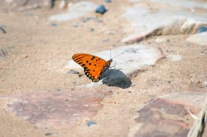 South American Butterfly representing South America Eating Disorder Treatment