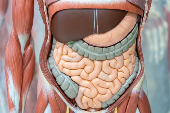 digestive system model