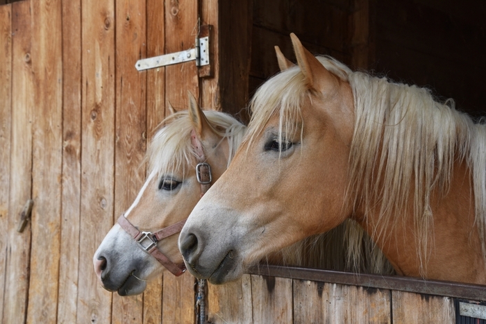 Equine Therapy