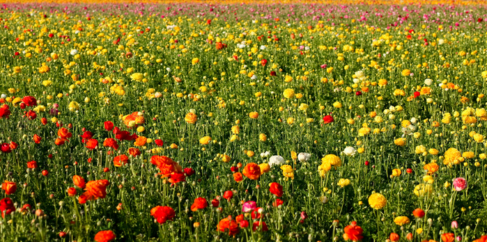 Field of Flowers