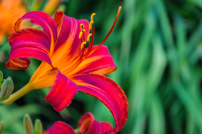 Bright Flowers