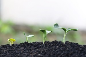 Melon planting