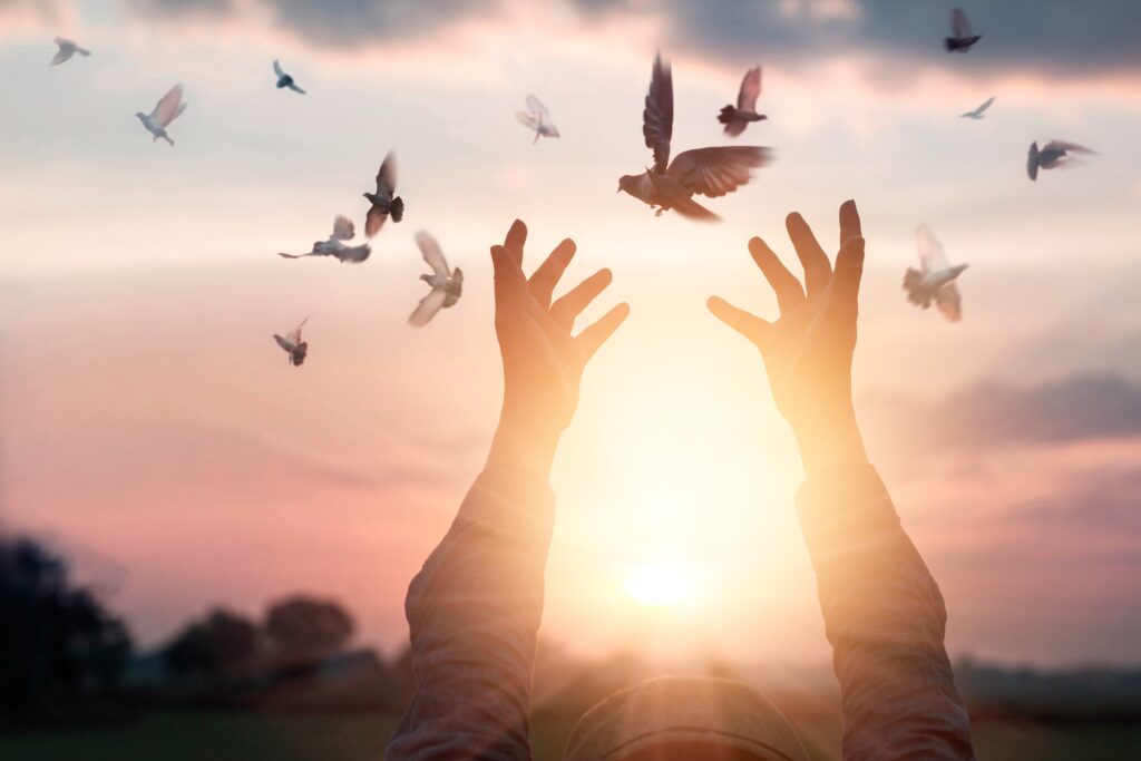 Birds being Released