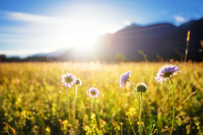 Peaceful view of flower field