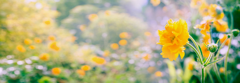 fresh flowers