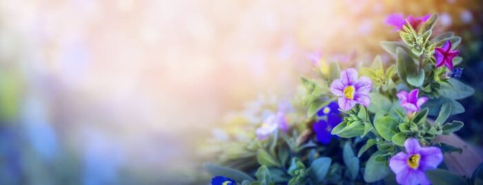 field of flowers