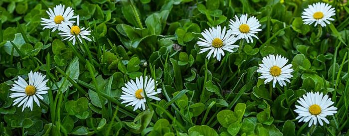 Field of Flowers