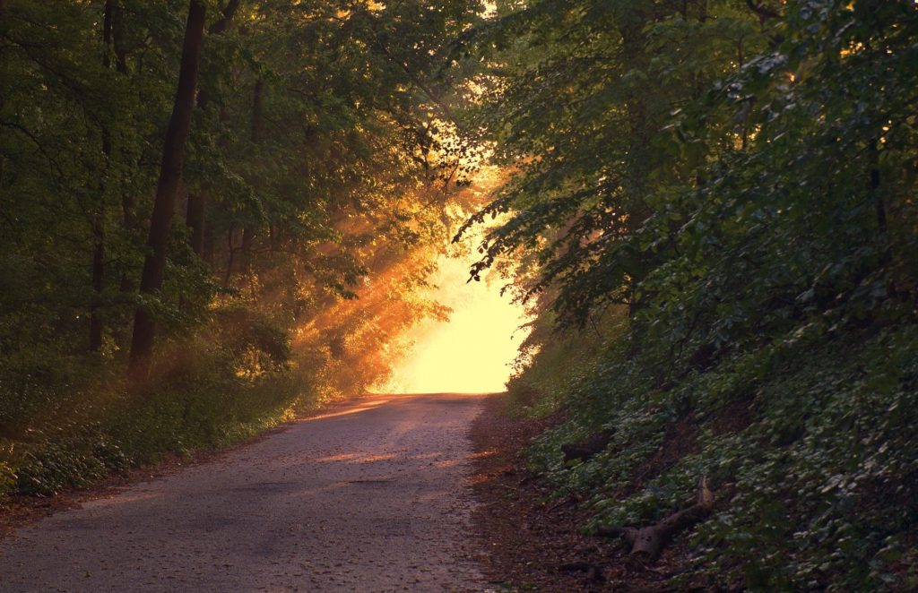 Nature Path in Woods into Sunlight