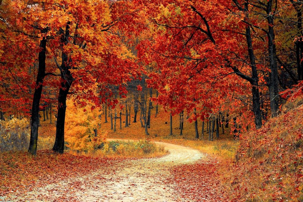 Nature Path Through Trees in Fall Colors