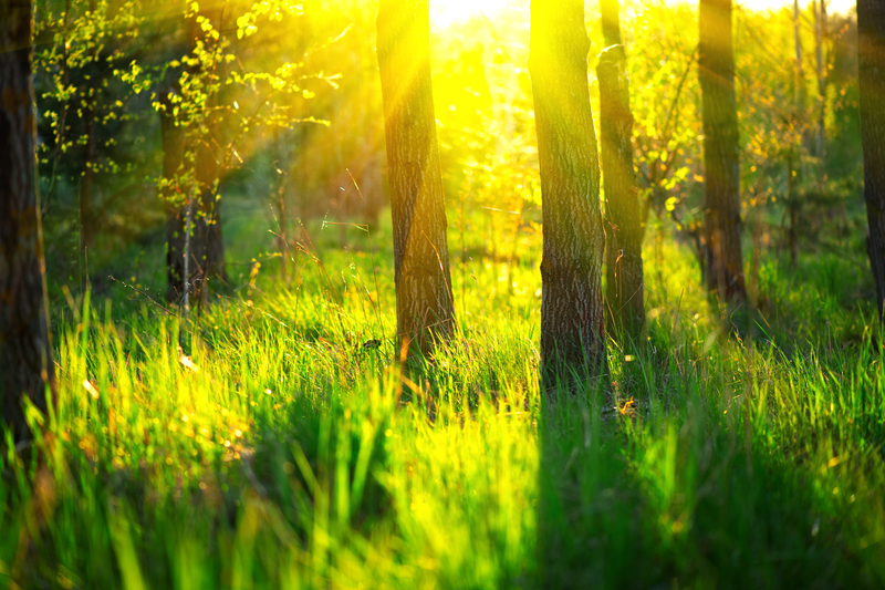 Trees and sunshine